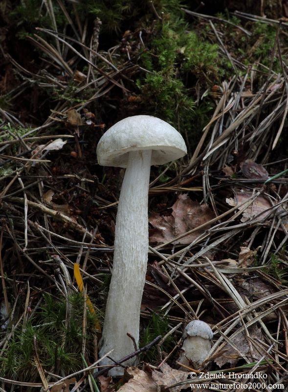 kozák bílý, Leccinum holopus (Houby, Fungi)